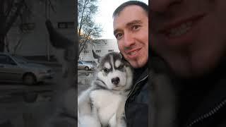 УРА! Новый Щенок ХАСКИ!