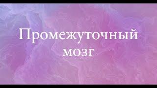 Промежуточный мозг (неполная версия) - анатомия центральной нервной системы (ЦНС)