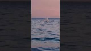 Accidentally got stuck in the middle of the ocean  #waves #riptide #ocean