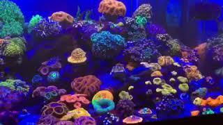 The Best LPS reef Aquarium with Orphek LED