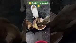 3pets cut cats#shorts #catvideos