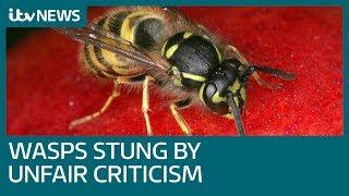 Why do we hate wasps but love bees? | ITV News