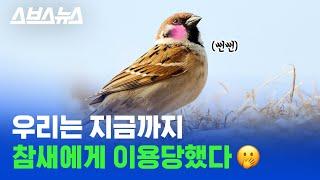 ※귀여움주의※ '세계 참새의 날'을 맞아 우리가 몰랐던 참새의 비밀 알아봄 /스브스뉴스