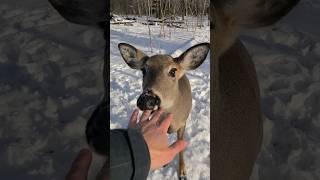 Deer Tries To Eat Me