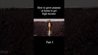 How to grow peanuts at  home to get high income part 1 . #How #to #grow #peanuts a#t #home #to #get