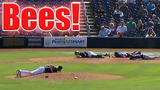 Craziest "Animal Interference" Moments in Sports #5