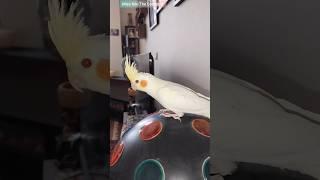 4K COCKATIEL Companion  #cockatiel #tiktok #shorts