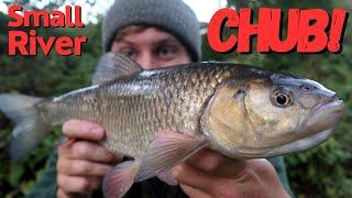 Feeder Fishing for Small River Chub