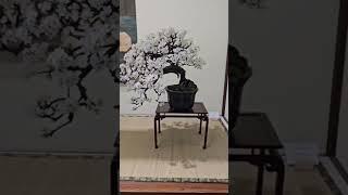 Share this beauty with the world#bonsai #fyp #fy #free #daily #inspiration #tree #trees #shorts #ch