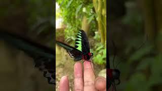 #beautiful butterflies #shorts butterfly farm Cameron highlands