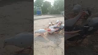 Kon Kabutar baaz hai hazer lgaio ️#pigeon #kabutars #aliwal #viral
