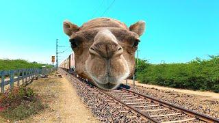 funny camel face moments video - animal face video - train funny video - funny animal video