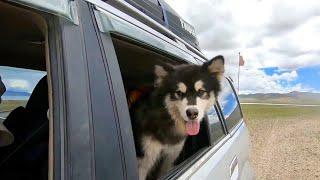 A man, on a road trip, was stopped by a stray Alaskan Malamute dog seeking adoption!