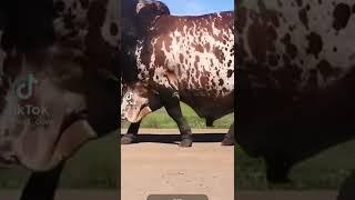 Eid_Ul_Azha TikTok Video |Bakra Eid TikTok | Cow TikTok Video #short#viral  Part 5