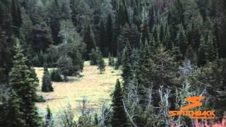 Idaho Wolf Chasing Beef Cow - Switchback Outdoors