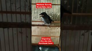 Burung Srigunting Abu-abu isian Kuntilanak #kicaumania #masteranmuraibatufullisian #burung #masteran