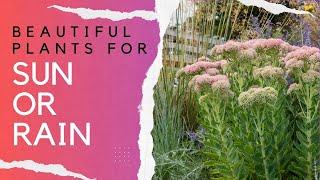 These Perennials Will Survive Any Summer. And they're beautiful!