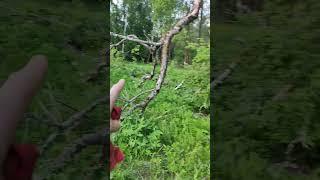 #quest #металокоп Копаем