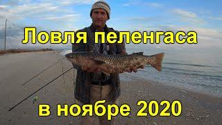 Ловля пеленгаса в ноябре 2020