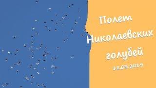 Полет Николаевских голубей 18.03.2019