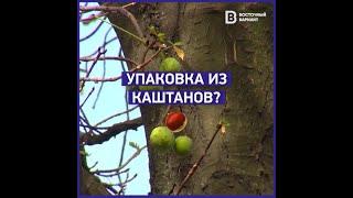 Каштановая упаковка: как выпускница мариупольского лицея придумала новый экологичный материал