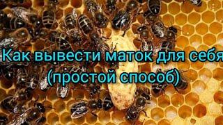 КАК ВЫВЕСТИ МАТОК 100% СПОСОБ | ПОТРАВА ПЧЕЛ МЫСЛИ В СЛУХ