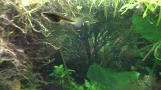 Keeping and Breeding Least Killifish (Heterandria Formosa)