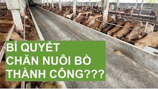 BÍ QUYẾT GIÚP CHĂN NUÔI BÒ THÀNH CÔNG!