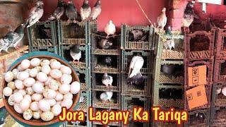 Aaj Jory Laga Diyae | Hashim Mahmood Pigeons