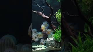 Common misconception about discus