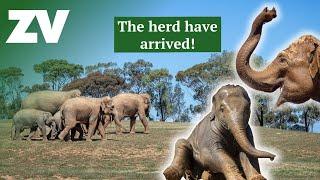 Werribee Open Range Zoo welcomes nine majestic Asian Elephants!