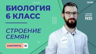 Строение семян. Урок 1. Биология 6 класс