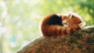 Relaxing Forest Sounds and a Sleeping Red Panda - 8 Hours