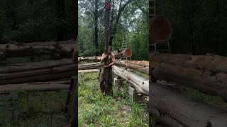 Building a Log Cabin by Hand Part 16! #logcabin #cabin #outdoors #nature #buschraft #survival #diy