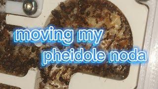 moving my pheidole into a wakooshi MS 3.5 nest