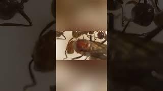 Алят у мирмикарий #phonk #ants #camponotus #insects #муравьи #муравьинаяферма #реки #формикарий