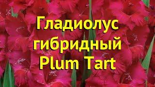 Гладиолус гибридный Плум Тарт. Краткий обзор, описание характеристик, где купить луковицы Plum Tart