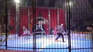 LiveLeak: Lion Attack a Circus Trainers