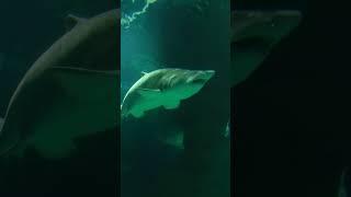 Акулы в Москвариуме. Sharks in oceanarium #shorts