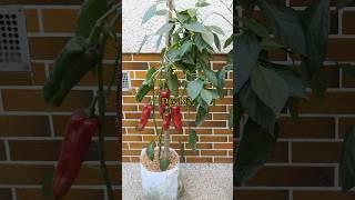 Growing Sweet Peppers from Seed to Harvest
