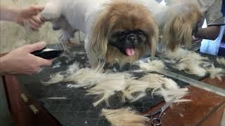 Канал "Я - Грумер". Стрижка пекинеса. Часть 2. Haircut pekingese