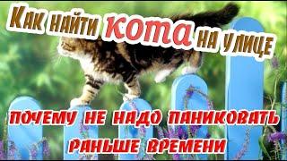  Как найти кота на улице и почему не надо паниковать раньше времени  Потерялся кот