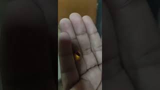 What is this insect?#insects #shorts #jugnu #trending #firefly #endangeredspecies