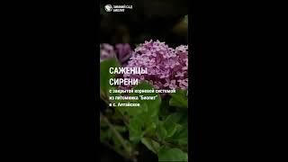 Саженцы сирени разных сроков цветения