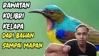 Rawatan Wiceh dari Bahan Sampai Gacor || Kolibri Kelapa