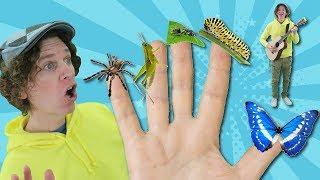 Finger Family Song - Bugs With Matt | Nursery Rhymes, Children's Song | Learn English Kids
