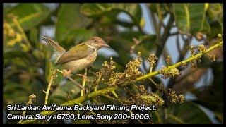 Common Birds of Sri Lanka | Filmed in My Own Backyard!