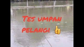 UMPAN PELANGI AMIS GURIH