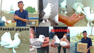 Hamare New Fancy Kabootar Ka Kar Lo Shok || Fancy Pigeon Special ||