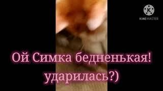 ~Ой Симка бедненькая!  Ударилась?~